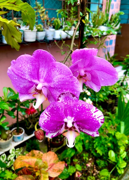 Foto rosa phalaenopsis o moth dendrobium orchid fiore in inverno o in primavera giardino tropicale