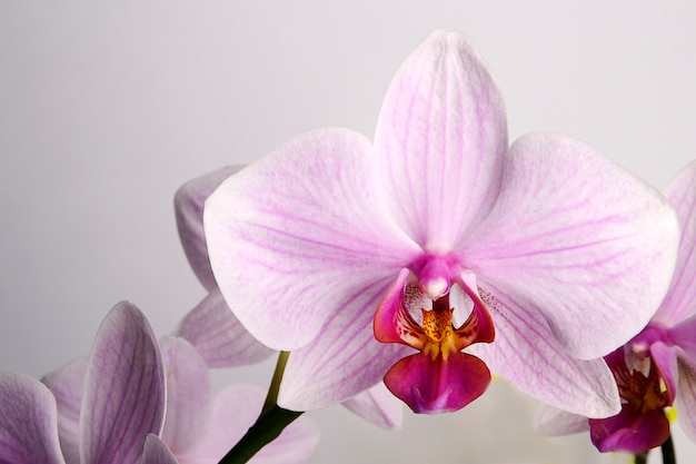ピンクの胡蝶蘭の花の白い背景で隔離
