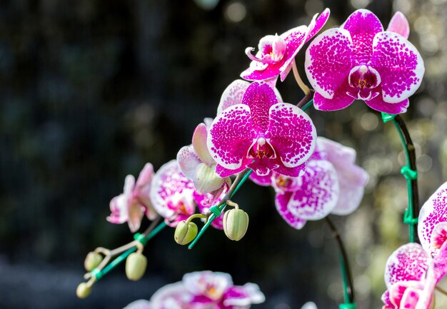 ピンクの胡蝶蘭の花