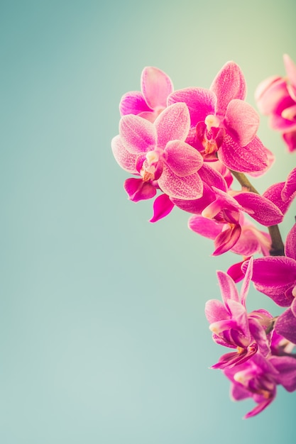 분홍색 호 접 난초 꽃