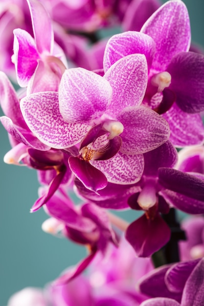 Pink Phalaenopsis Orchid flowers