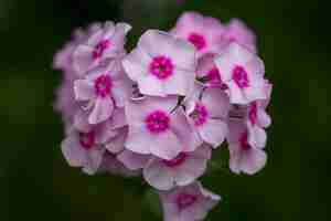 Photo pink phlox decorative flowers in the garden closeup