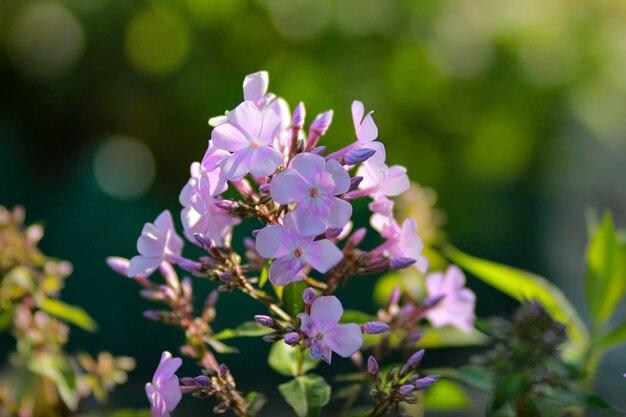 Pink phlox flower in the summer garden