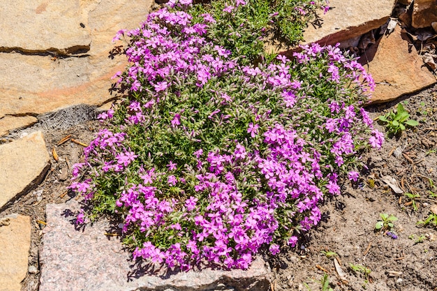 Pink phlox flowers on a flowerbed in park