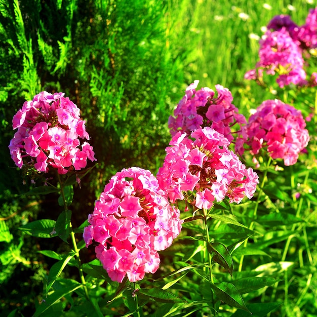 芝生の背景に庭のピンクのフロックスの花。夏、自然