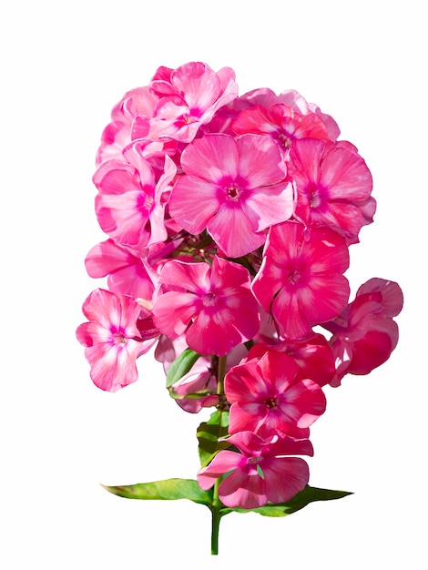 Pink phlox flowers isolated on white background.