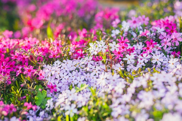 핑크 플록스 subulata. 꽃 phlox subulata의 배경입니다.