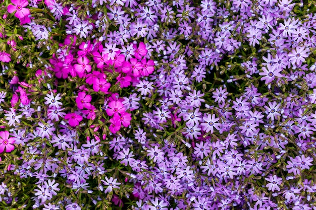 Pink phlox subulata. background of flowers phlox subulata.