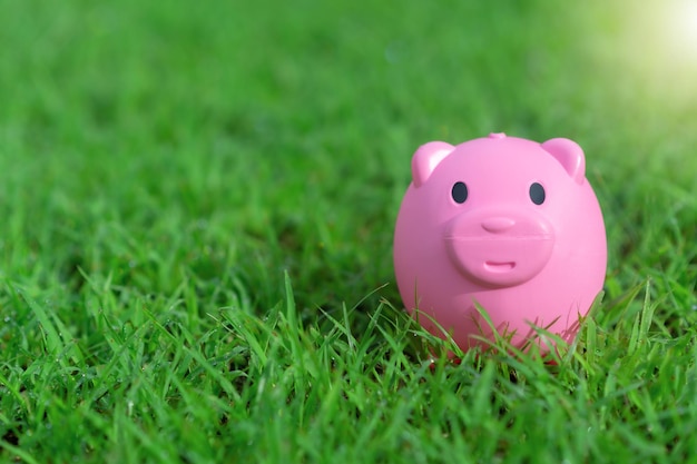 pink pig savings Piggy bank on the lawn