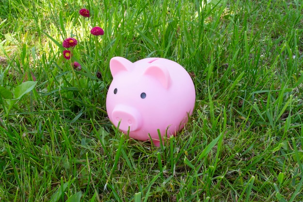 Photo the pink piggy bank hid in the green grass in the garden