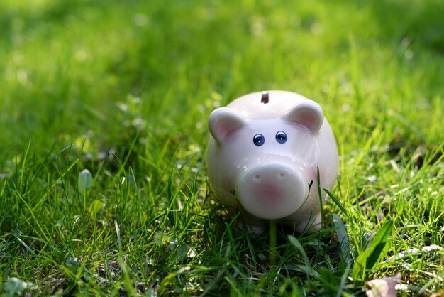  Pink piggy bank for ionnet and money on green grass to save finances 