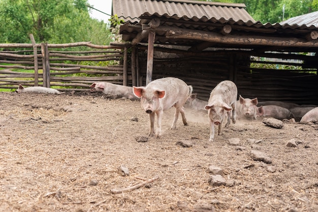 Pink pigs on the farm. Swine at the farm. Meat industry. Pig farming to meet the growing demand for meat.