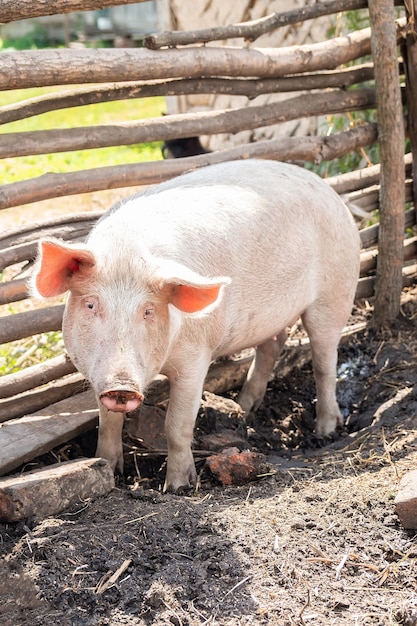 農場のピンクのブタ。農場で豚。食肉産業。肉の需要の高まりに対応するための養豚