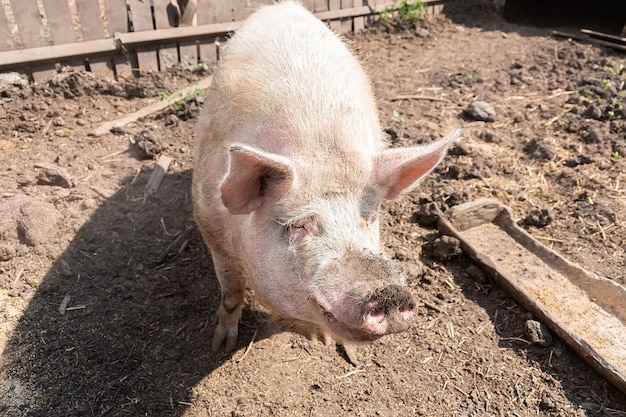 農場のピンクのブタ。農場で豚。食肉産業。肉の需要の高まりに対応するための養豚