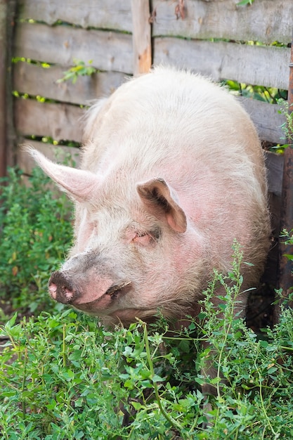 Pink pigs on the farm. swine at the farm. meat industry. pig\
farming to meet the growing demand for meat