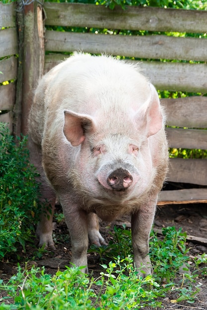 Pink pigs on the farm. Swine at the farm. Meat industry. Pig farming to meet the growing demand for meat