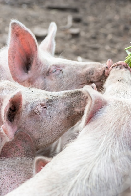 Photo pink pigs on the farm. swine at the farm. meat industry. pig farming to meet the growing demand for meat