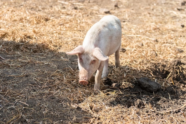 Pink pigs on the farm. Swine at the farm. Meat industry. Pig farming to meet the growing demand for meat