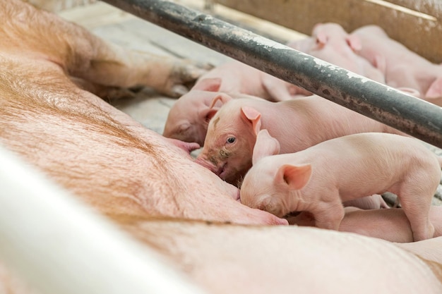 Pink pigs on the farm Swine at the farm Meat industry Pig farming to meet the growing demand for meat