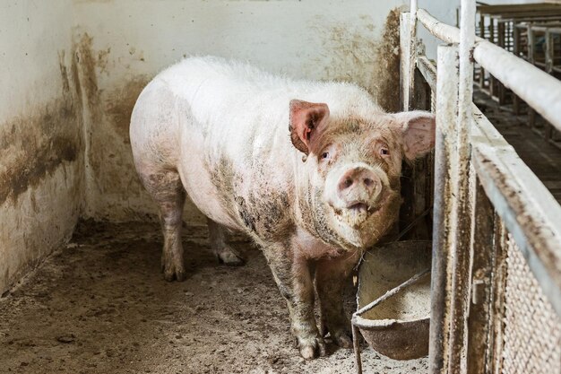 Maiali rosa in azienda suini in azienda industria della carne allevamento di suini per soddisfare la crescente domanda di carne