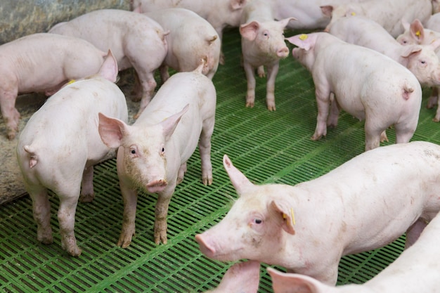 Pink pigs on the farm Swine at the farm Meat industry Pig farming to meet