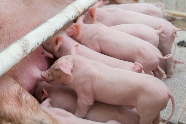 Pink pigs on the farm swine at the farm meat industry pig\
farming