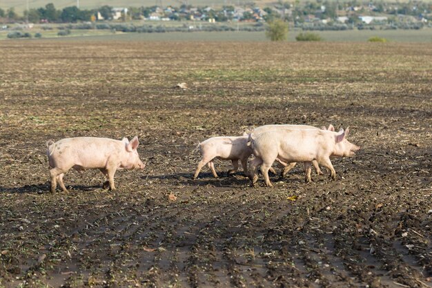 Pink pigs on the farm swine at the farm meat industry pig\
farming