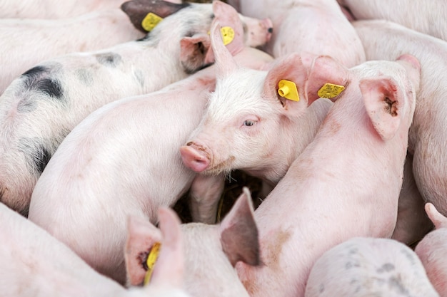 Photo pink pigs on the farm. swine at the farm. meat industry