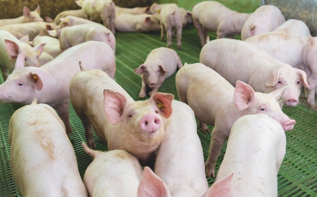 Pink pigs on the farm. swine at the farm. meat industry