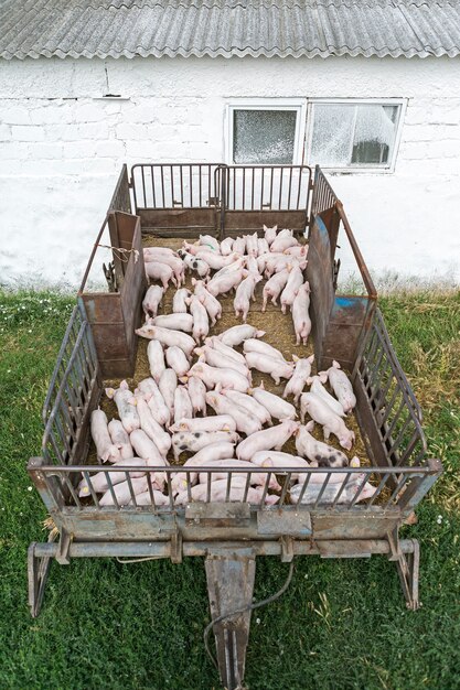 Maiali rosa in fattoria suini in fattoria allevamento di suini per soddisfare la crescente domanda di carne