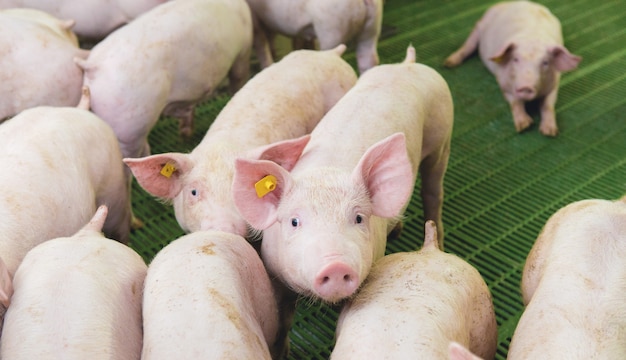 Pink pigs on the farm