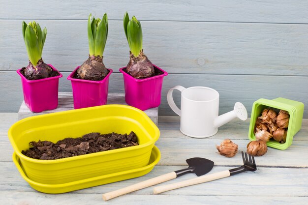 Pink plant pots, tools and watering can