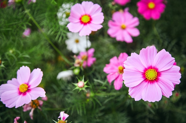 PInk植物自然園コスモス花コスメ