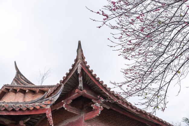 仏教寺院のピンクの梅の花が開いています