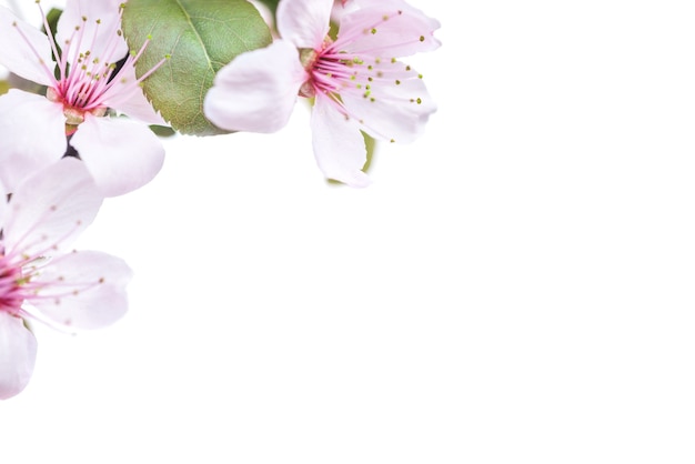 Pink plum flowers with green leaves isolated on white background