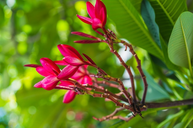 Розовый цветок Plumeria, цветущий на открытом воздухе., Цветок Бали, Цветы Plumeria Rubra