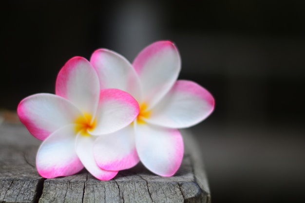 ピンクのプルメリアの花は、背景がぼやけている