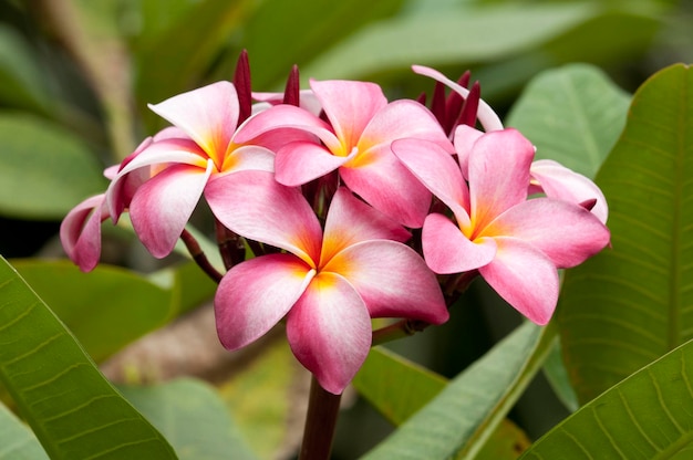 Pink Plumeria Flowers