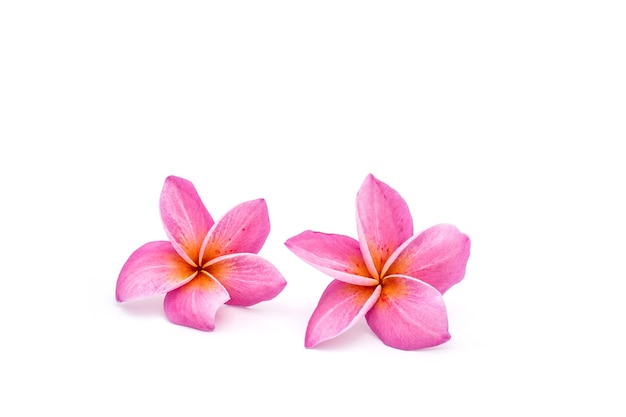 Photo pink plumeria and frangipani isolated on white background