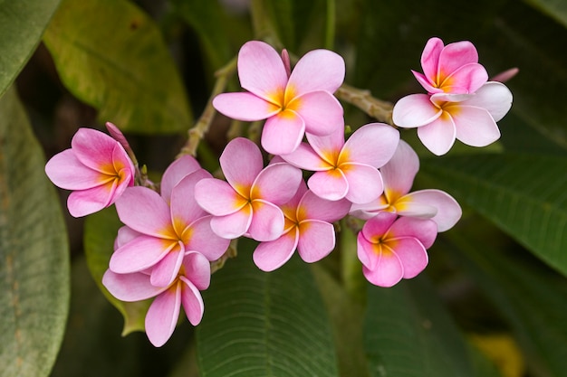 Plumeria 나무에 핑크 plumeria