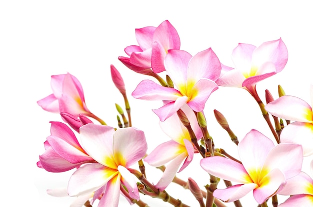 Pink Plumeria