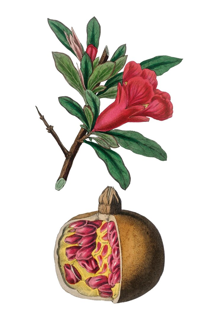 फोटो pink pomegranate flowers png botanic vintage sketch