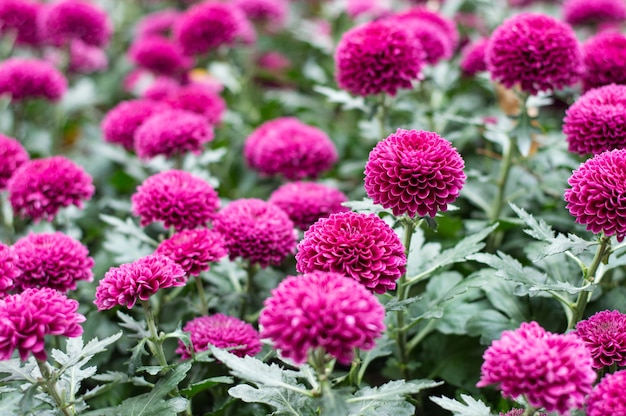 Pink pompons Chrysanthemum in the garden.