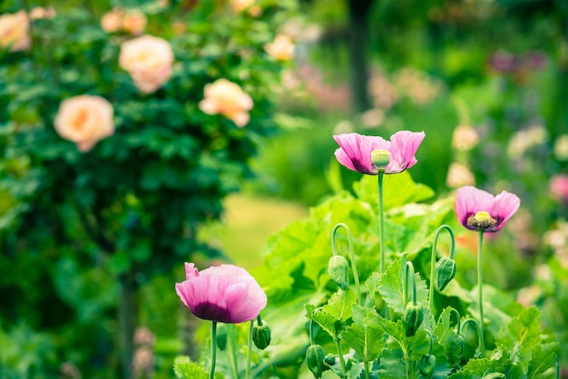 Pink poppies in a summer garden on sunny day Horizontal shot