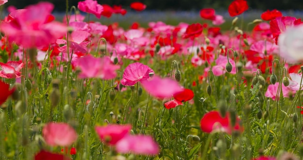 핑크 양귀비 꽃밭 정원