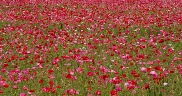 ピンクのケシの花畑の庭