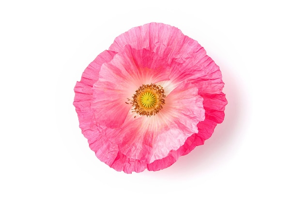 Pink poppy flower isolated on white background Top view