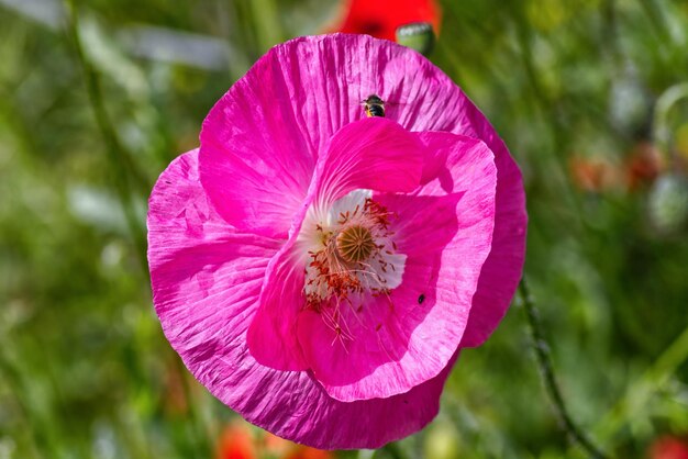 Photo pink poppy flower with bee