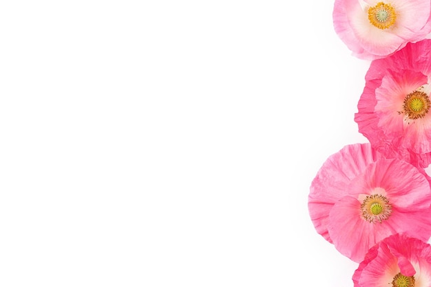 Pink poppy flowers isolated on white background Top view with copy space