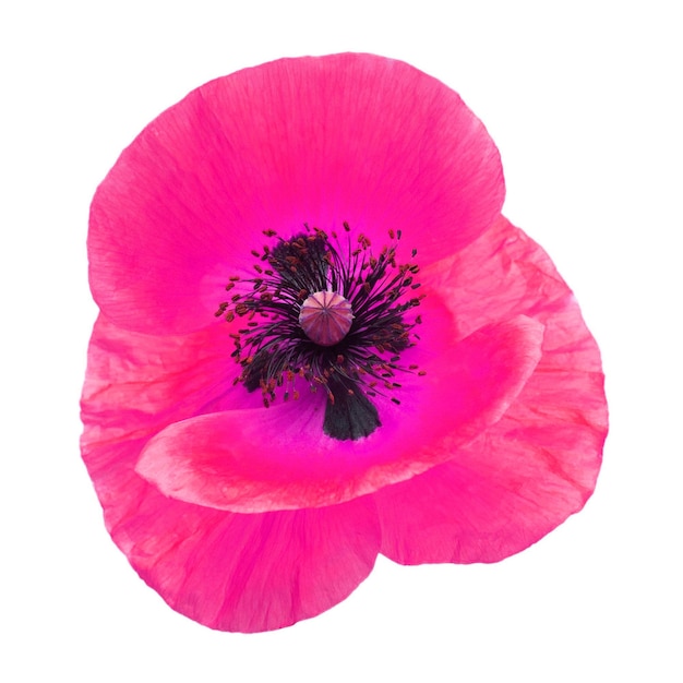 흰색 배경에 고립 된 핑크 양 귀 비 꽃 플랫 누워 상위 뷰